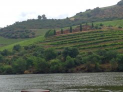 Terraced vineyards