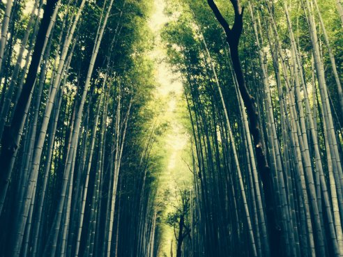 the famous bamboo grove -- quite surreal!